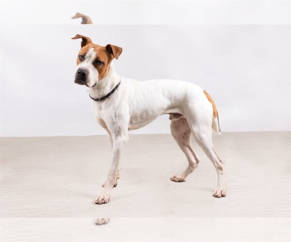 Medium Photo #4 Mutt Puppy For Sale in Rowlett, TX, USA