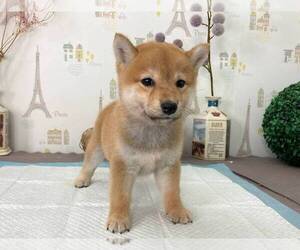 Shiba Inu Puppy for sale in NEW YORK, NY, USA