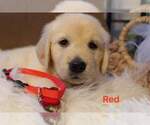 Small Photo #2 Golden Retriever Puppy For Sale in CARLTON, GA, USA