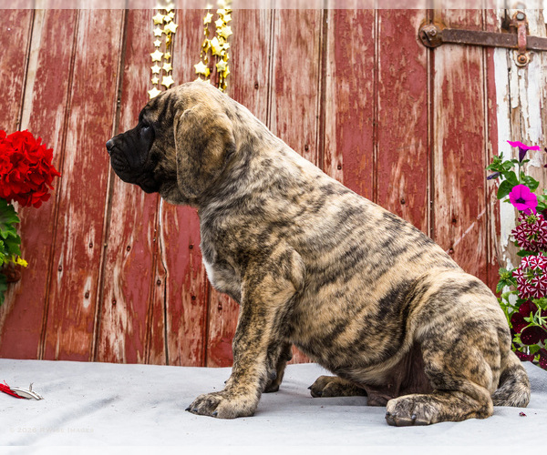 Medium Photo #34 Mastiff Puppy For Sale in WAKARUSA, IN, USA