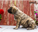 Small #12 Mastiff