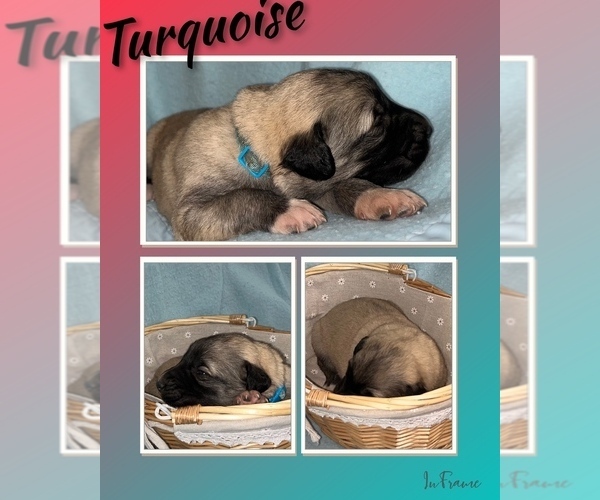 Medium Photo #9 Anatolian Shepherd Puppy For Sale in BROOKFIELD, MO, USA