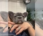 Small Photo #6 French Bulldog Puppy For Sale in ESCONDIDO, CA, USA