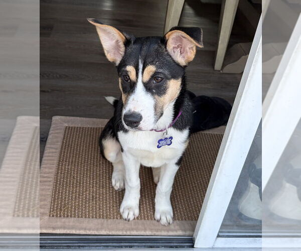 Medium Photo #10 Alaskan Malamute-Unknown Mix Puppy For Sale in Oak Bluffs, MA, USA