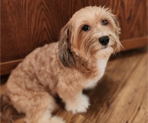 Mother of the Havanese puppies born on 12/19/2024