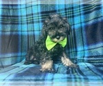 Small #5 Schnauzer (Miniature)