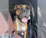 Small #1 Boxer