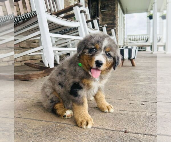 Medium Photo #3 Bernedoodle (Miniature) Puppy For Sale in GORDONVILLE, PA, USA