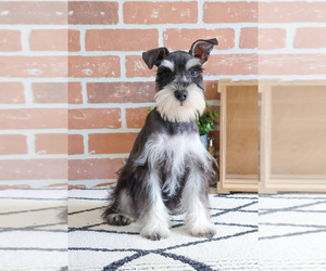 Schnauzer (Miniature) Puppy for sale in SYRACUSE, IN, USA