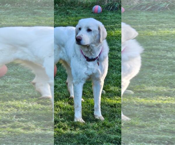 Medium Photo #3 Great Pyrenees Puppy For Sale in Bend, OR, USA