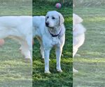 Small #2 Great Pyrenees