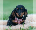 Puppy Black Betty AKC Dachshund