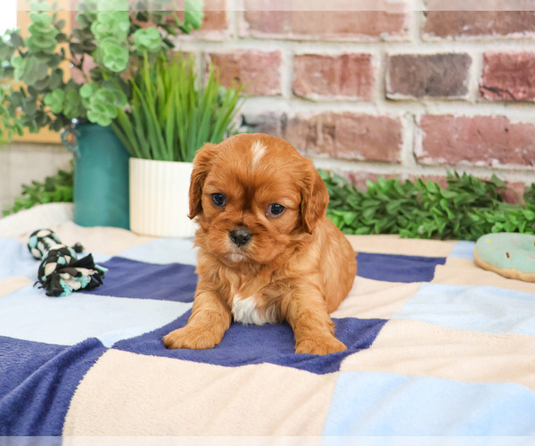 Medium Photo #5 Cavalier King Charles Spaniel Puppy For Sale in SYRACUSE, IN, USA