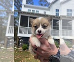 Small Photo #1 Pembroke Welsh Corgi Puppy For Sale in TAYLORSVILLE, GA, USA