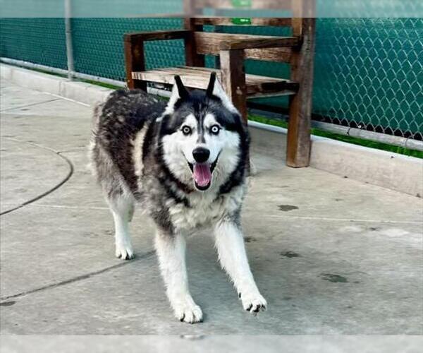 Medium Photo #4 Siberian Husky Puppy For Sale in Martinez, CA, USA