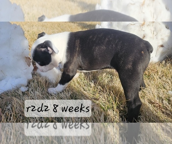 Medium Photo #8 Boston Terrier Puppy For Sale in GENOA, NE, USA