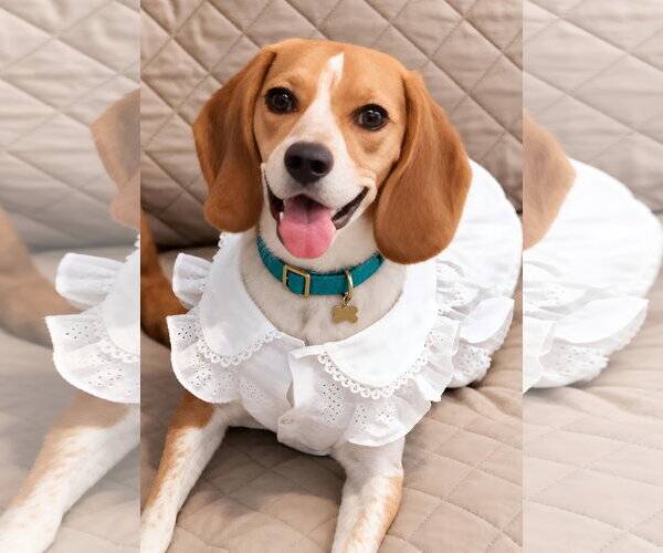 Medium Photo #7 Beagle Puppy For Sale in Dunnellon, FL, USA