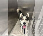 Small #2 Siberian Husky Mix