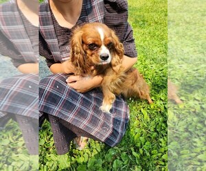 Father of the Cavalier King Charles Spaniel puppies born on 05/03/2025