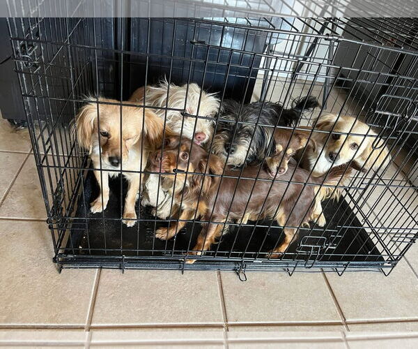 Medium Photo #4 Mutt Puppy For Sale in Grafton, WI, USA