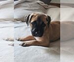 Small #1 American Staffordshire Terrier Mix