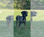 Puppy Luna Catahoula Leopard Dog