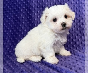 Maltese Puppy for sale in BUTNER, NC, USA