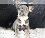 Puppy Pennellope AKC French Bulldog