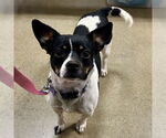 Small #2 Jack-Rat Terrier