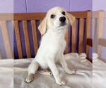 Small Golden Pyrenees