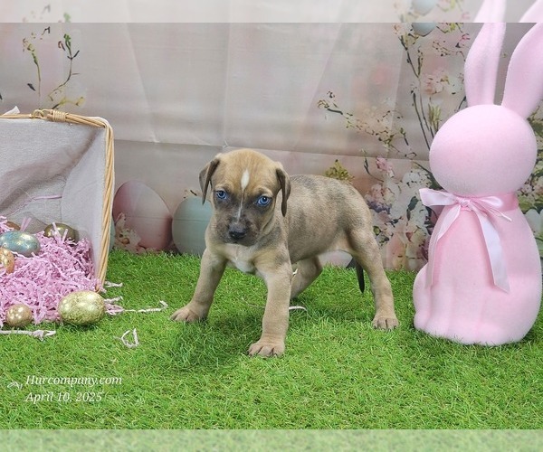 Medium Photo #3 Catahoula Leopard Dog Puppy For Sale in CUMBY, TX, USA