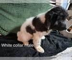 Small Photo #29 Newfoundland Puppy For Sale in AURORA, IN, USA