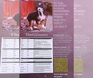 Father of the Cavapoo puppies born on 07/14/2025