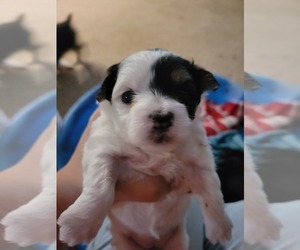 Morkie Puppy for sale in GRAND BAY, AL, USA