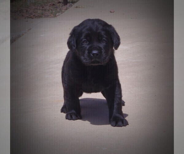 Medium Photo #6 Labrador Retriever Puppy For Sale in FORT COLLINS, CO, USA