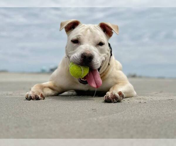 Medium Photo #7 Bullboxer Pit Puppy For Sale in Raleigh, NC, USA
