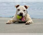 Small #6 Bullboxer Pit