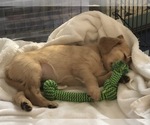 Small Photo #3 Golden Retriever Puppy For Sale in SEATTLE, WA, USA