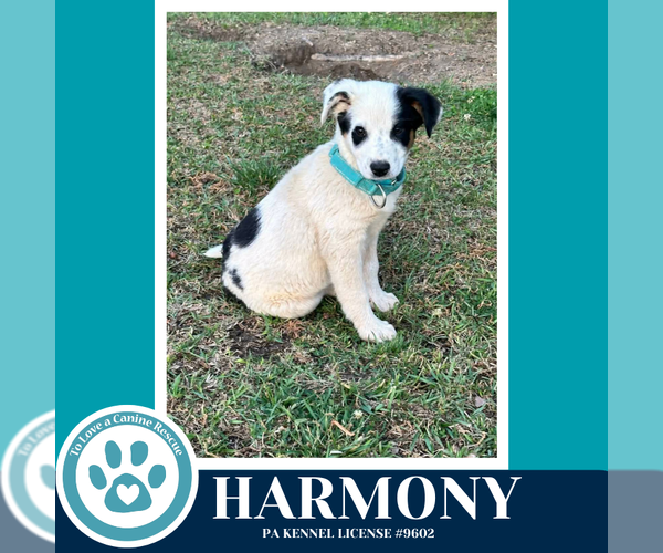 Medium Photo #4 Mutt Puppy For Sale in Kimberton, PA, USA