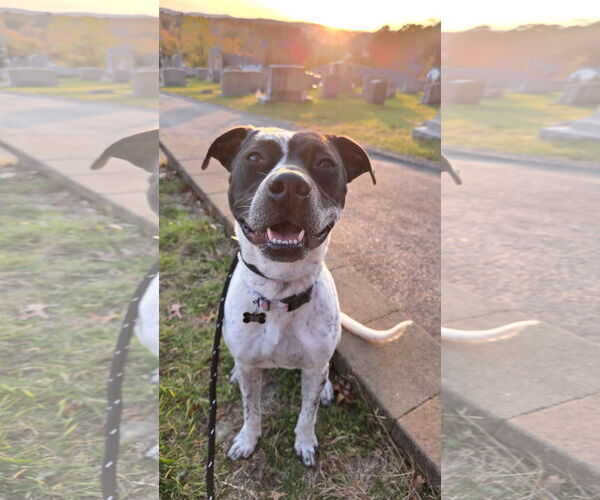 Medium Photo #11 American Pit Bull Terrier-Pointer Mix Puppy For Sale in Rockaway, NJ, USA