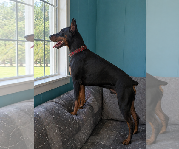 Medium Photo #2 Doberman Pinscher Puppy For Sale in Mt. Laurel, NJ, USA