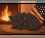 Small #6 German Shepherd Dog