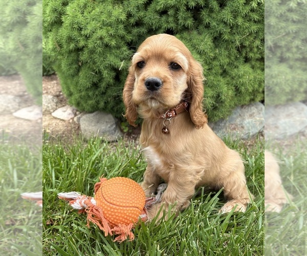 Medium Photo #4 Cocker Spaniel Puppy For Sale in MIDDLEBURY, IN, USA
