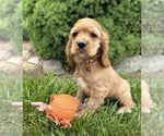 Small #3 Cocker Spaniel