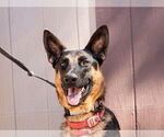 Small Photo #25 German Shepherd Dog-Unknown Mix Puppy For Sale in Lake Forest, CA, USA