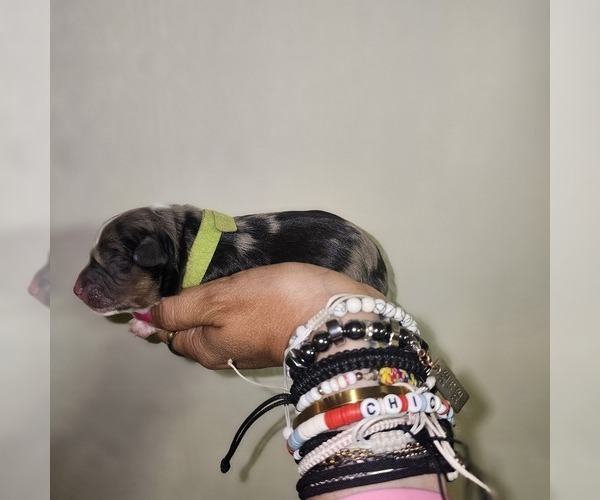 Medium Photo #30 Aussalier Puppy For Sale in DECATUR, IL, USA