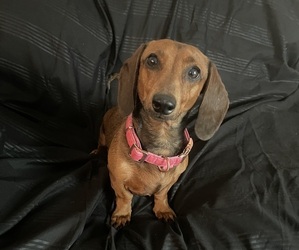 Mother of the Dachshund puppies born on 06/11/2025