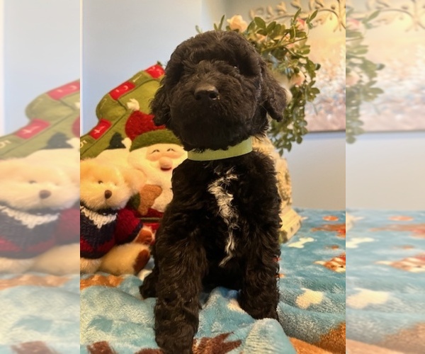 Medium Photo #5 Goldendoodle Puppy For Sale in NEW LONDON, NC, USA