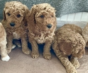 Goldendoodle (Miniature) Puppy for sale in ANDERSON, IN, USA