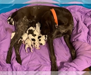 German Shorthaired Pointer Puppy for sale in BOWLING GREEN, OH, USA